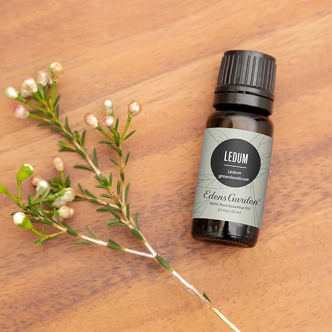 Edens Garden Ledum Essential Oil- 100% Pure Premium Grade, Undiluted, Natural, Therapeutic, Aromatherapy, The Best for Diffuser, Skin, Hair, Humidifiers 10 ml (.33 fl oz)